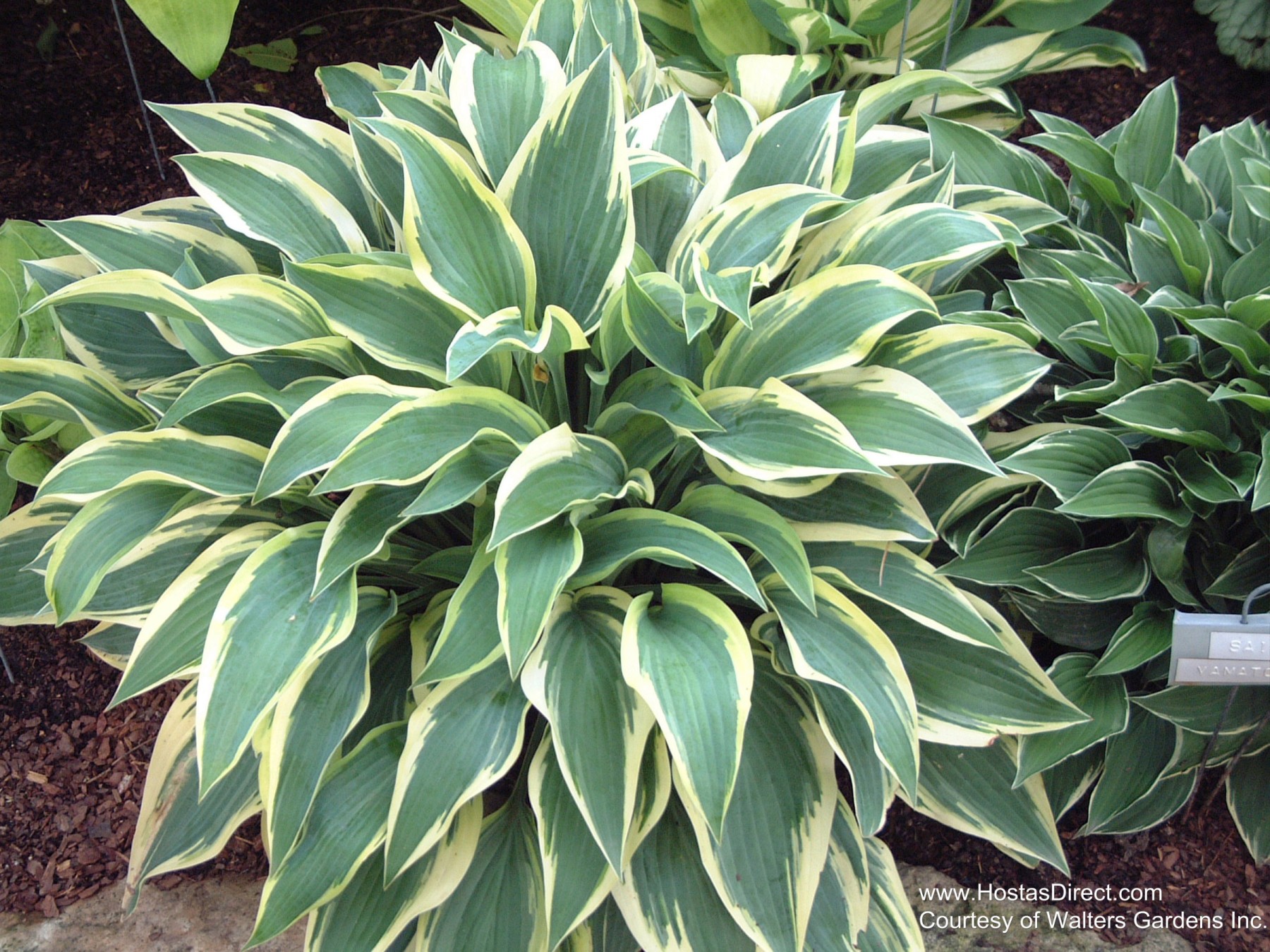 Hosta 'Wolverine'